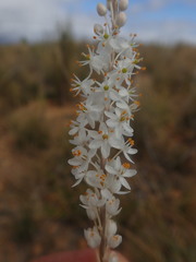Bulbinella trinervis
