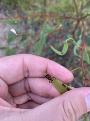 Attelabinae