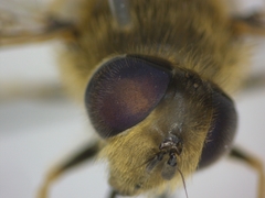 Eristalis arbustorum