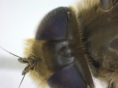 Eristalis arbustorum