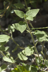 Stachys hissarica