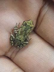 Sclerophrys capensis
