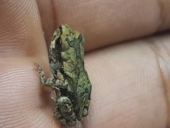 Sclerophrys capensis
