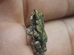 Sclerophrys capensis