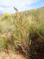 Myrovernix glandulosus