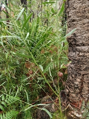 Acacia suaveolens