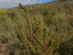 Myrovernix glandulosus