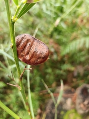 Acacia suaveolens