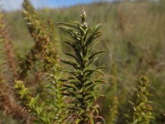 Myrovernix glandulosus