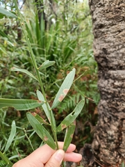 Acacia suaveolens
