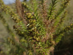 Myrovernix glandulosus