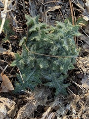 Cirsium vulgare