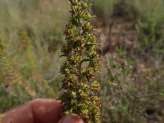 Myrovernix glandulosus