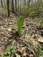 Hymenocallis occidentalis