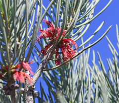 Melaleuca tuberosa