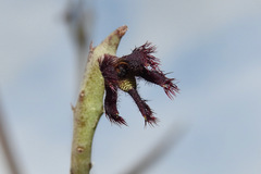 Caralluma