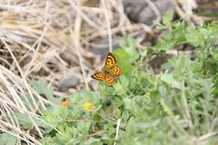 Lycaena salustius