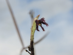 Caralluma