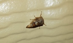 Cyrtolobus tuberosus