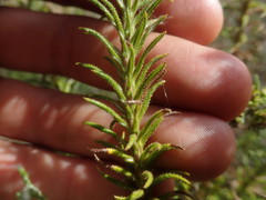 Myrovernix glandulosus