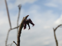 Caralluma