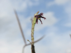 Caralluma