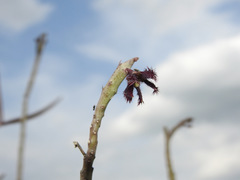 Caralluma