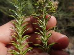 Myrovernix glandulosus