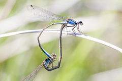 Acanthagrion hildegarda