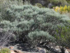 Melaleuca tuberosa