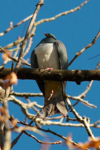 New Zealand Pigeon (Hemiphaga novaeseelandiae)