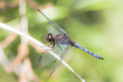 Erythrodiplax atroterminata