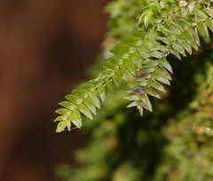 Cyathophorum bulbosum