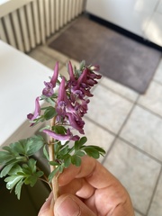 Corydalis solida
