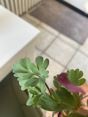 Corydalis solida