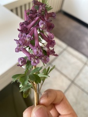 Corydalis solida