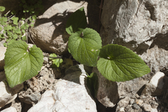 Viola fedtschenkoana