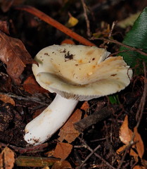 Russula marangania