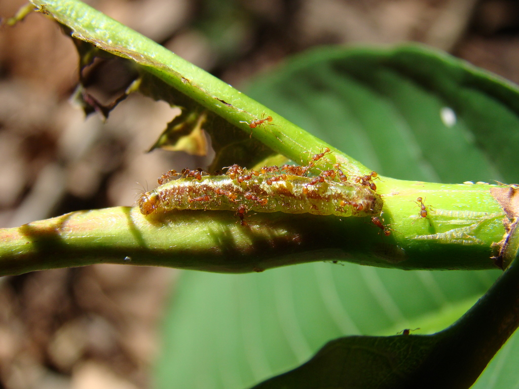 Nymphidium lisimon attenuatum