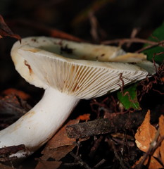Russula marangania