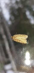 Agonopterix heracliana