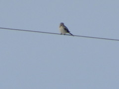 Lanius excubitor