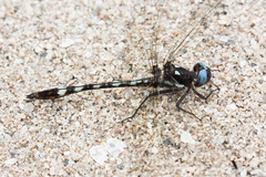 Macrothemis imitans