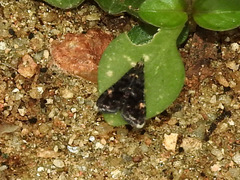 Heliothelinae