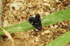 Heliothelinae