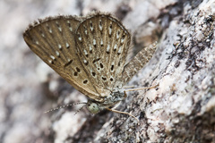 Zabuella tenellus