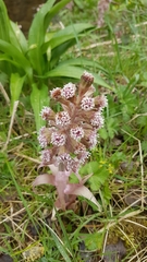 Petasites hybridus