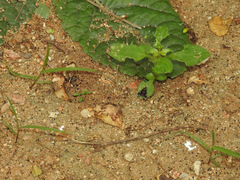 Heliothelinae