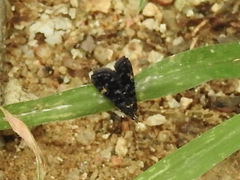 Heliothelinae