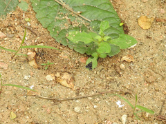 Heliothelinae